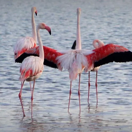 Grand Dans Avec Piscine Apartman *