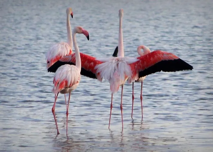 Grand Dans Avec Piscine Apartment *